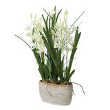 Ariana Orchid