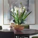 Moth Orchid Planter