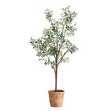 Olea Potted Olive