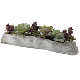 Charita Succulents